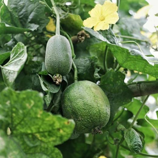 【苹果丝瓜】鲜美嫩滑糯香，汤汁微甜 商品图5