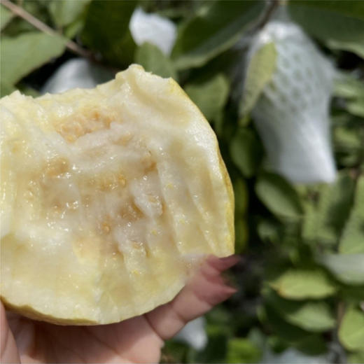 广西芭乐  软糯香甜· 商品图2