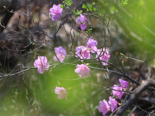 【大北梁杜鹃1日】环穿野趣の辛庄村-大北梁-北庄村环穿看杜鹃花12公里<初级> 商品图3