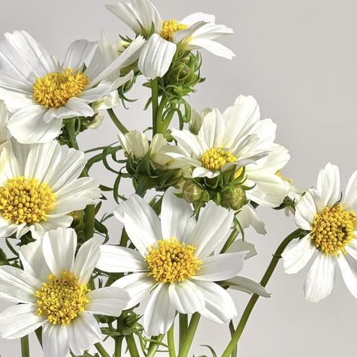 配花 | 格桑花白色 商品图0