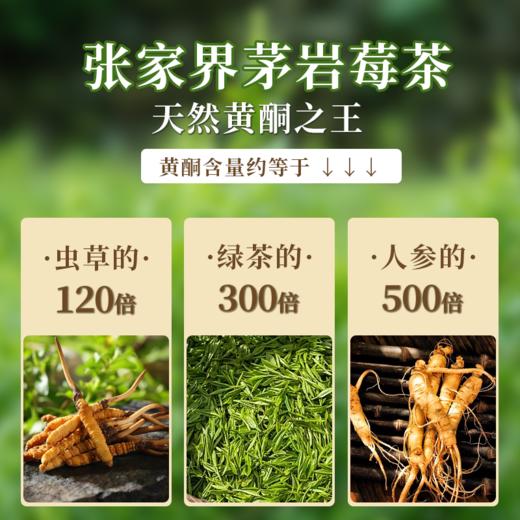 疯抢中！！【买2盒送手提礼袋】【蓝帽认证·茅岩莓茶】富含黄酮 健康好茶 回味甘甜 送礼更佳 100g/盒 商品图4