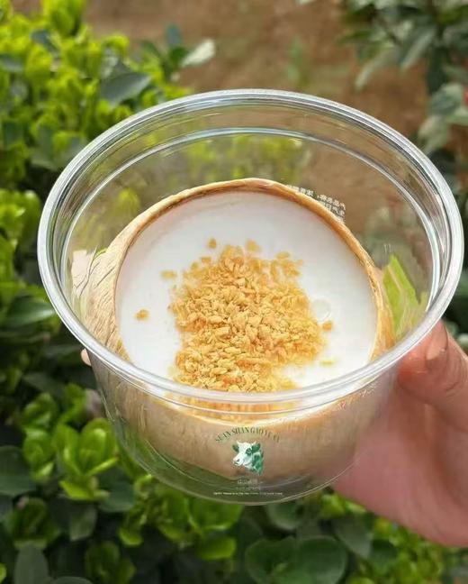 周六取货：【椰子冻】椰香浓郁Q弹爽滑。 商品图5