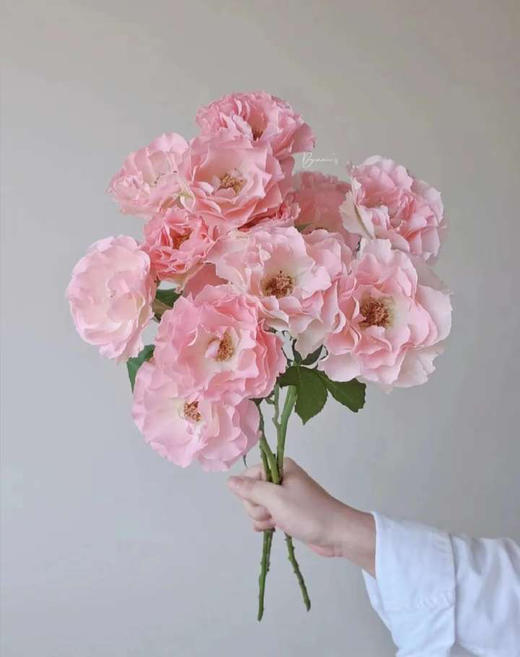 【人鱼公主多头玫瑰🌸🌸】
太美啦‼️‼️仙气飘飘～谁能拒绝啊～
拥有独特鱼尾波浪边的花瓣，当花瓣盛开时，呈现出极为灵动的姿态～10-15支/束 商品图0