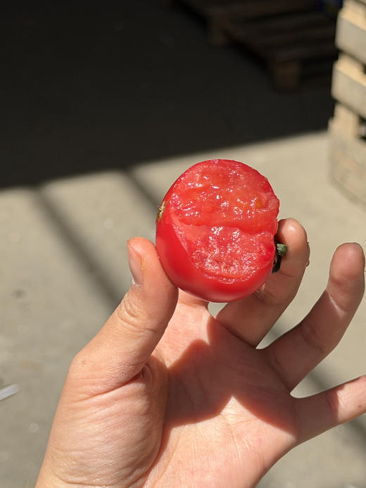 嘉红100红番茄2斤装 商品图3