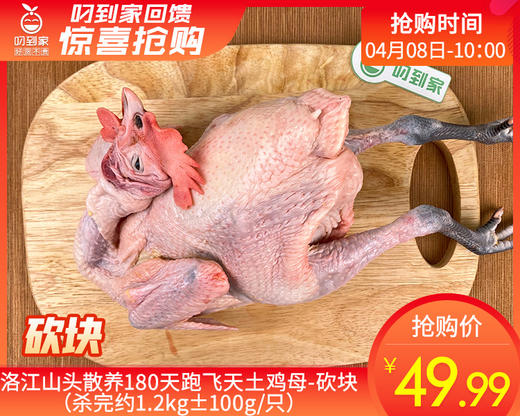 洛江山头散养180天跑飞天土鸡母-砍块（杀完约1.2kg±100g/只） 商品图0
