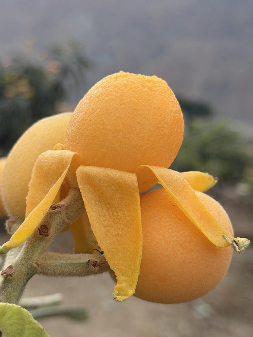 高山枇杷  皮薄肉厚 汁水爆棚 清甜不腻 甜中带微酸 商品图1