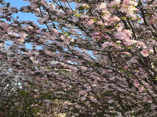 【狼牙山花海1日】｜万亩花海の狼牙山田园花海-太行水镇 商品图7