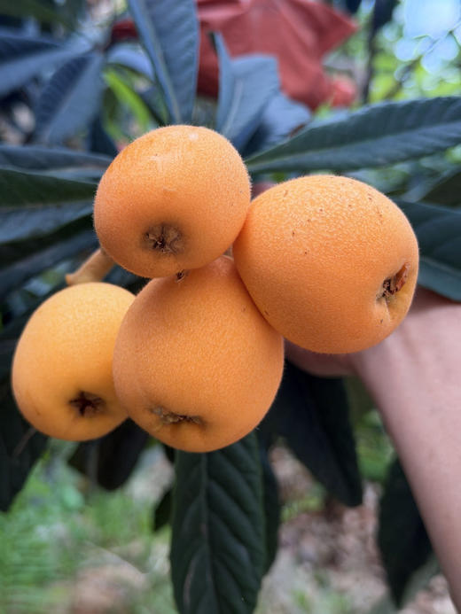 高山枇杷  皮薄肉厚 汁水爆棚 清甜不腻 甜中带微酸 商品图4