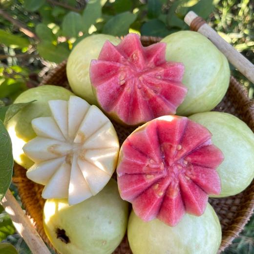 广西芭乐  软糯香甜· 商品图5