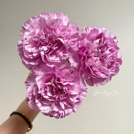 单头康乃馨 | 棒棒糖尤香 商品图0