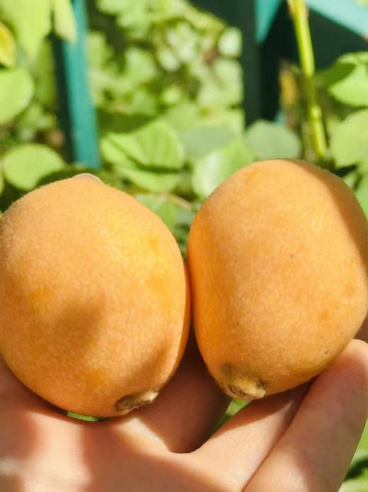 四川攀枝花米易枇杷，作为国产枇杷里成熟较早的一批，金灿灿、圆溜溜、滑嫩嫩，看看就不禁让人口水直流！轻咬一口，还未入喉，就甜润生津~ 商品图3