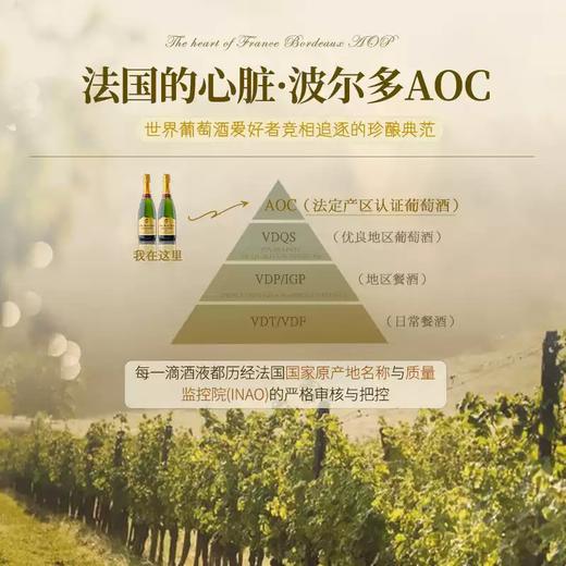 【法国波尔多AOC】法国菲特瓦欧歌酒庄圣朱立安波尔多起泡葡萄酒  原瓶进口 12%vol 商品图5