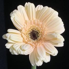 非洲菊 | 非洲菊复苏