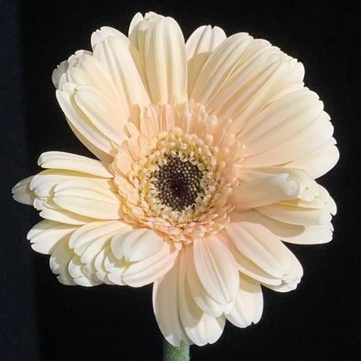 非洲菊 | 非洲菊复苏 商品图0