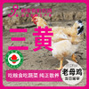 一年 散养老母鸡每只2.2-3.2斤 商品缩略图0