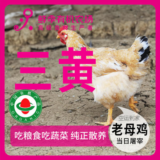 一年 散养老母鸡每只2.2-3.2斤 商品图0