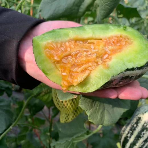 新疆羊角蜜博洋蜜瓜 5-5.5斤/箱 闻着香 咬着脆 吃着甜 商品图5