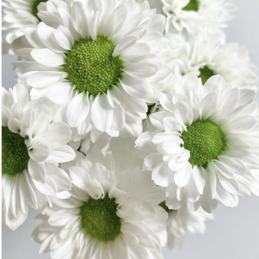 小菊 ｜ 凯蒂 商品图0