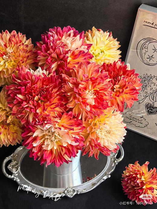 国产大丽花-【鸳鸯】新品 商品图1