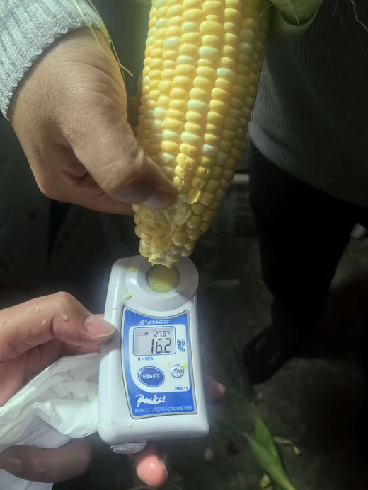 来自云南黄白粒可生吃爆汁玉米！在大冬天能吃上一口鲜玉米，太幸福了！甜度16+，一组五根 商品图1