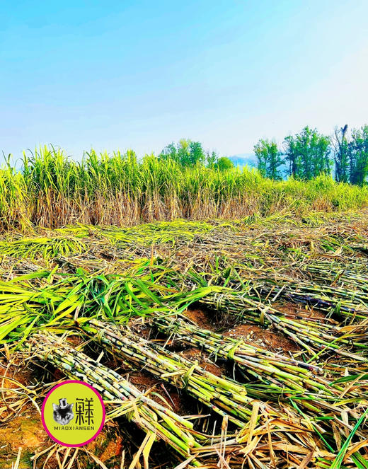 巧克力红糖【非遗古法纯手工】松软质地1000g/块 商品图8