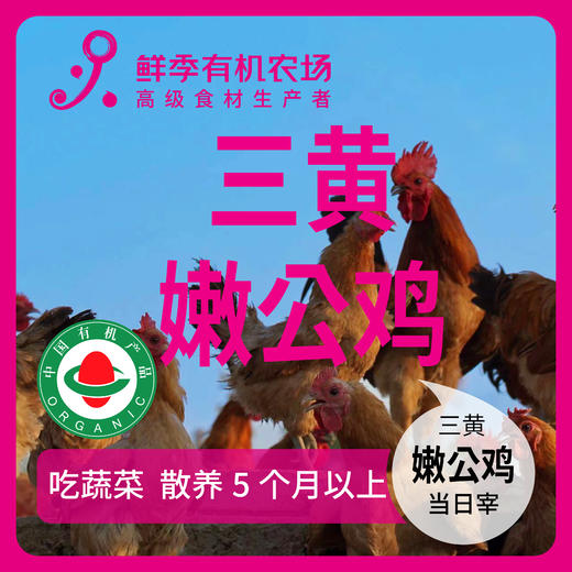 有机嫩公鸡三黄  吃蔬菜/吃粮食/散养/当日屠宰/空运 商品图0