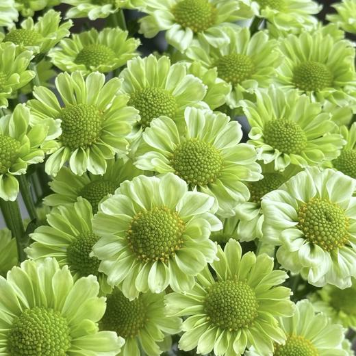 小菊 | 抹茶 商品图0