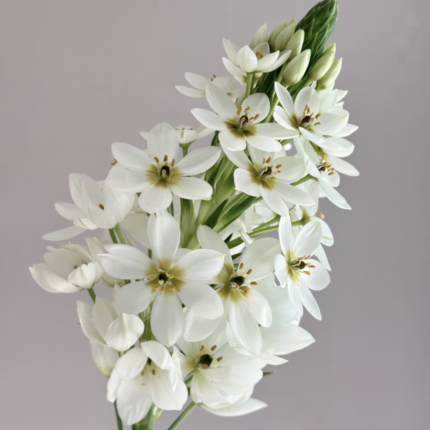 配花 | 圣心百合白