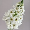 配花 | 圣心百合白 商品缩略图0