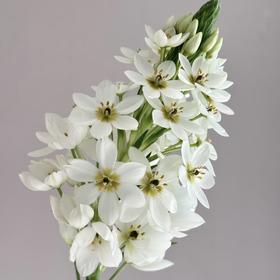 配花 | 圣心百合白