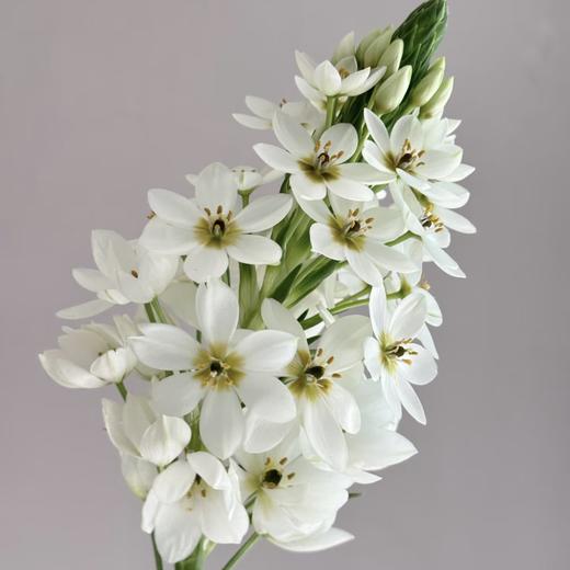 配花 | 圣心百合白 商品图0