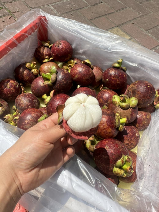 泰国空运山竹 7A大果 商品图3