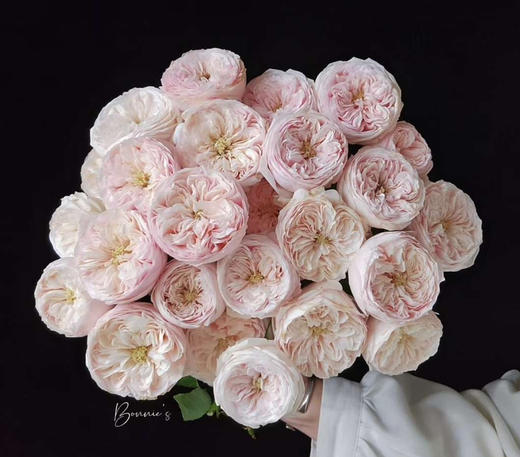 【酷皮多头玫瑰】🌸可遇不可求！
哪个仙女能不心动！层层叠叠的粉花苞像小云朵一样簇拥在一起，奶fufu的色调软到心坎里，温柔又治愈～10-15支/束 商品图1