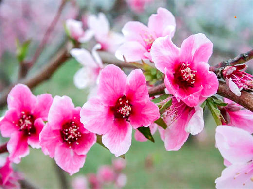 【平谷桃花+丫髻山1日】｜人间最美四月天-春风十里看桃花の近畿福地丫髻山 商品图3