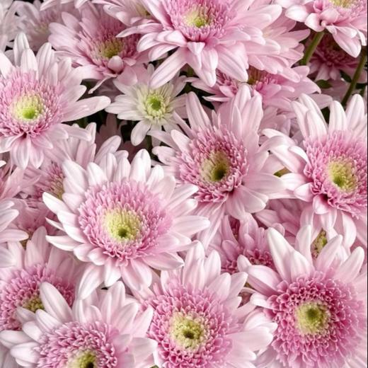 小菊 | 弥勒粉 商品图0