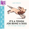【中商原版】当狗这份工作可真不容易 Its a Tough Job Being a Dog 英文原版 Iain Welch 宠物搞笑小日常 水彩绘本 商品缩略图1