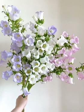 风铃花5枝