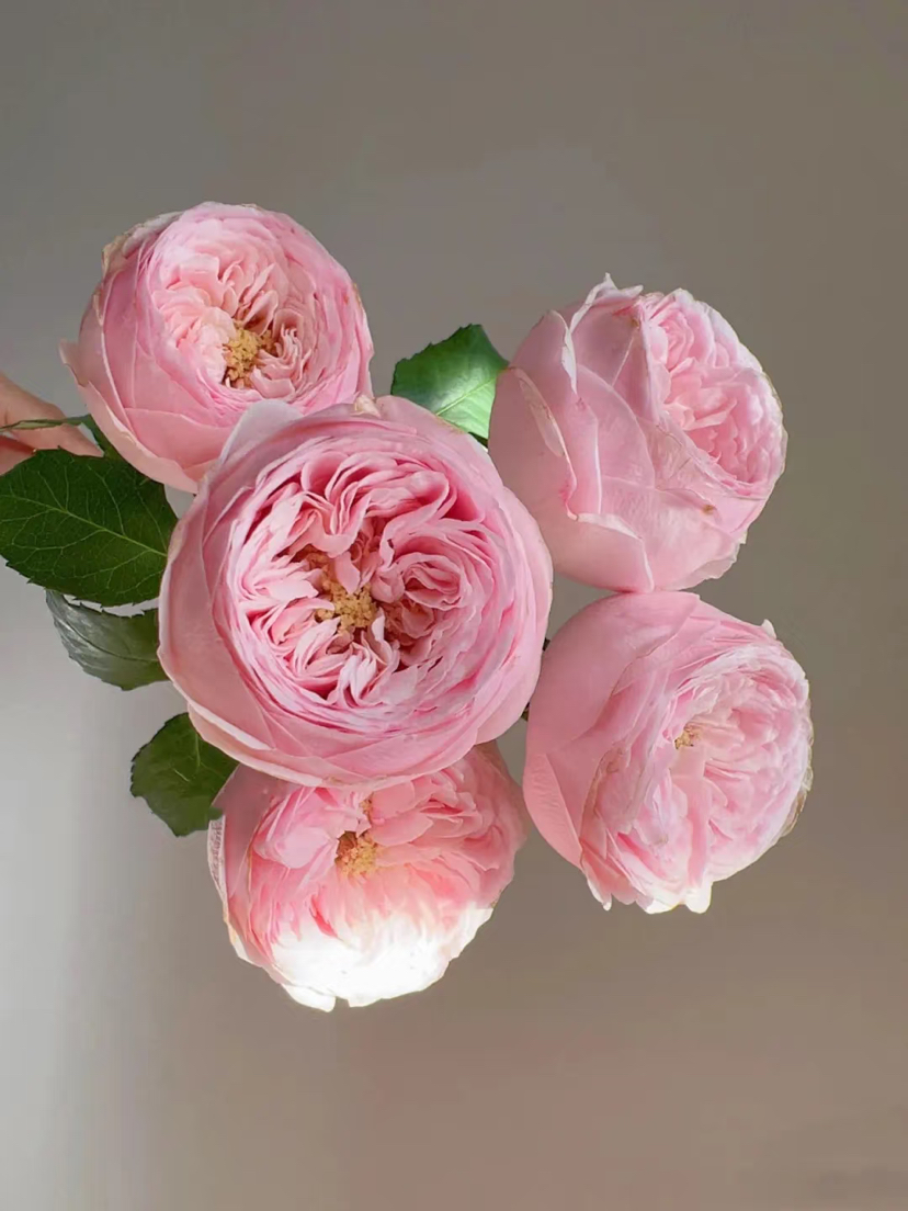 【酷皮多头玫瑰】🌸可遇不可求！
哪个仙女能不心动！层层叠叠的粉花苞像小云朵一样簇拥在一起，奶fufu的色调软到心坎里，温柔又治愈～10-15支/束