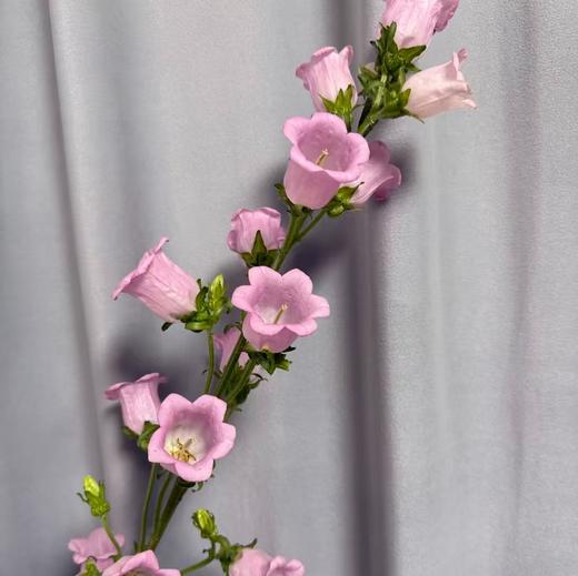 配花 | 风铃树粉 商品图0