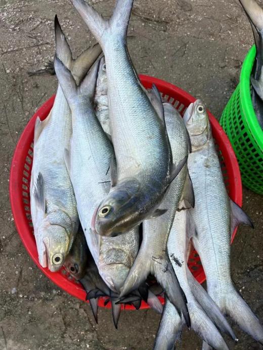&闽南第一嫩鱼🐟午鱼（马友鱼）超鲜，鱼中贵族！！【活冻】 商品图3