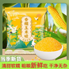 【2斤】香糯玉米碴 250g/袋*4袋 商品缩略图0