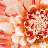 配花 | 大丽花蜜柚 商品缩略图3