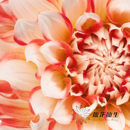 配花 | 大丽花蜜柚 商品图3