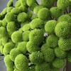 小菊 | 纽扣菊绿色 商品缩略图0