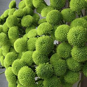 小菊 | 纽扣菊绿色