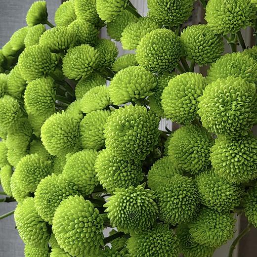 小菊 | 纽扣菊绿色 商品图0