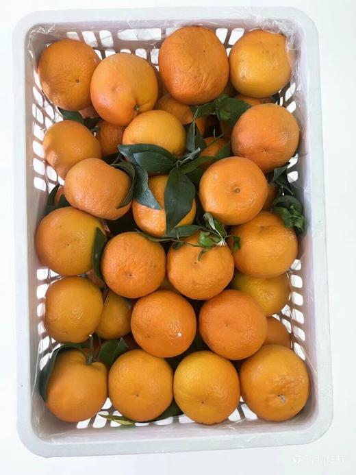 明日见沃柑 商品图0