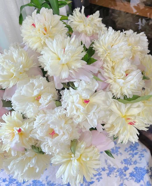 【春末花神-重瓣芍药】花骨朵发货，需醒花，芍药周期只有1周，喜欢花花的不容错过~ 商品图1