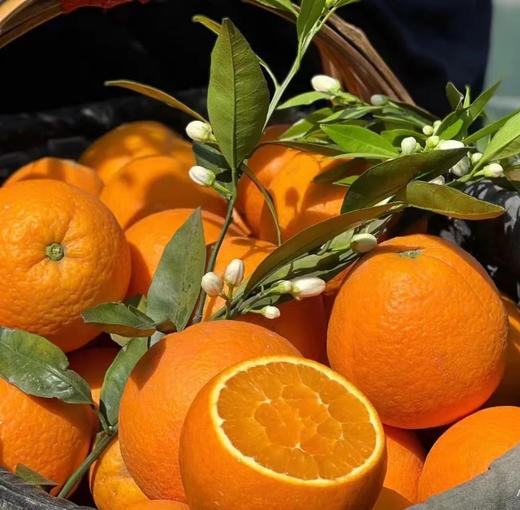 现摘—正宗重庆奉节伦晚春橙 商品图0