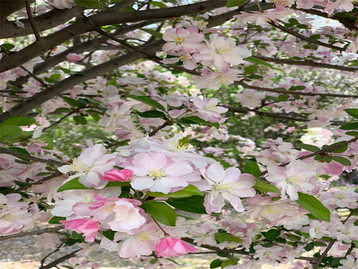 【狼牙山花海1日】｜万亩花海の狼牙山田园花海-太行水镇 商品图3